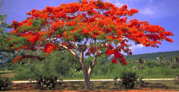 Flame Tree